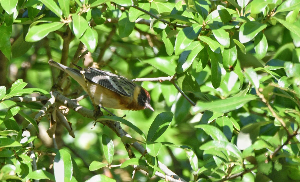 Bay-breasted Warbler - Cyrus Allen