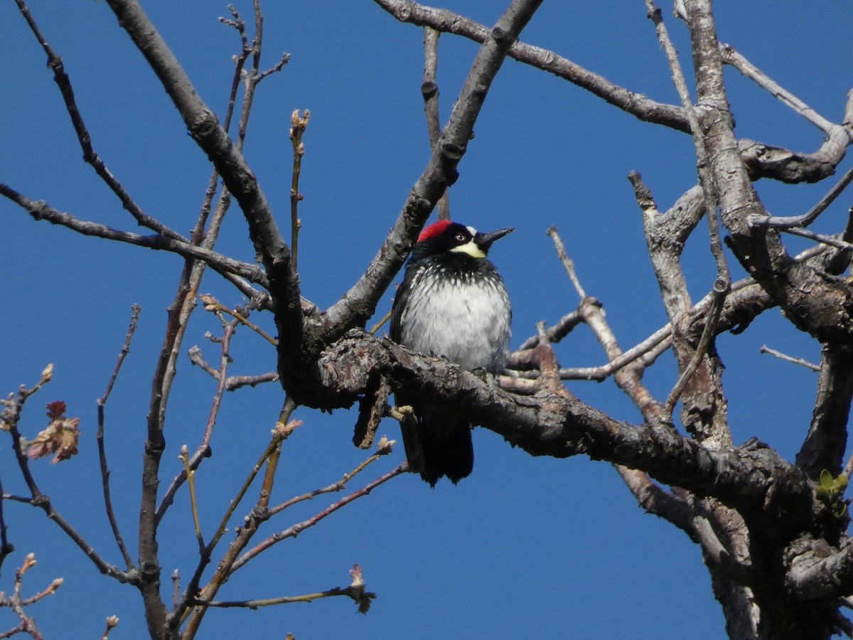 Acorn Woodpecker - ML618284420