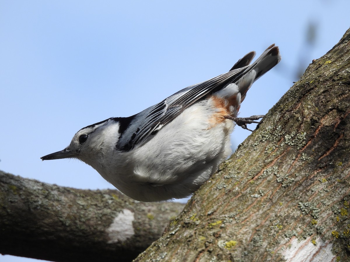 White-breasted Nuthatch - Michelle Bélanger