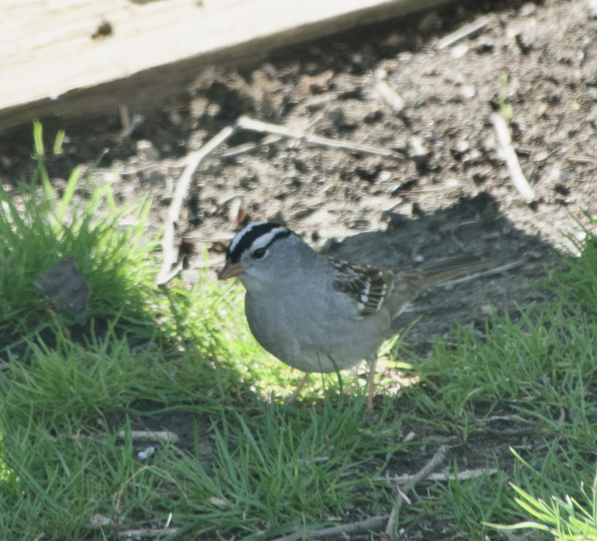 White-throated Sparrow - ML618284435