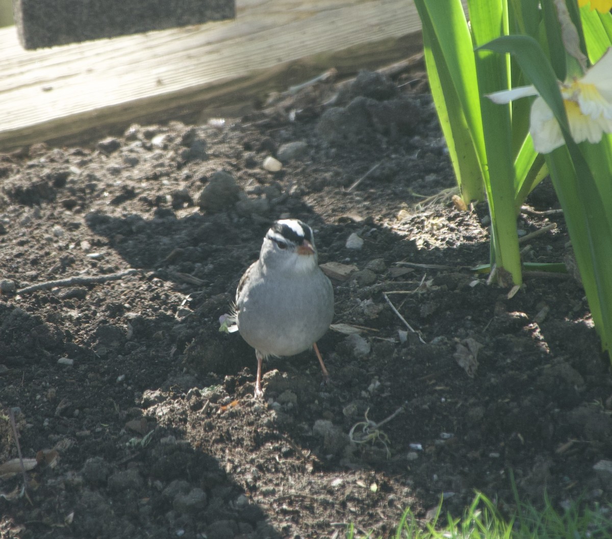 White-throated Sparrow - ML618284437