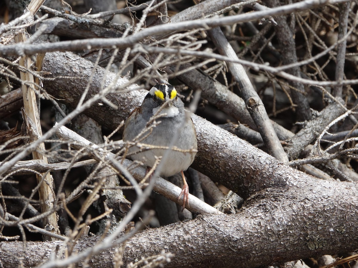 White-throated Sparrow - Denisette Laf