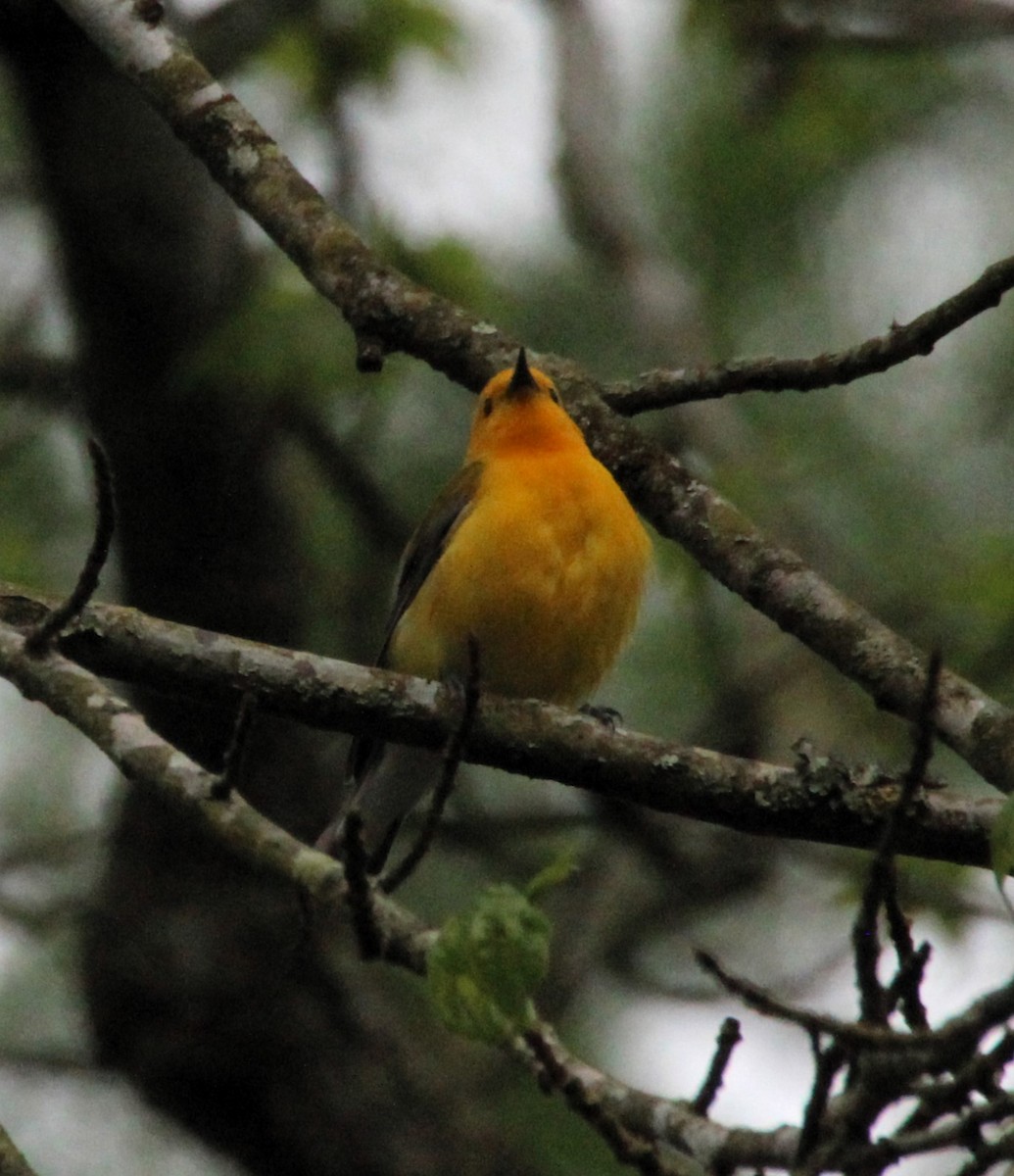 Prothonotary Warbler - ML618284495