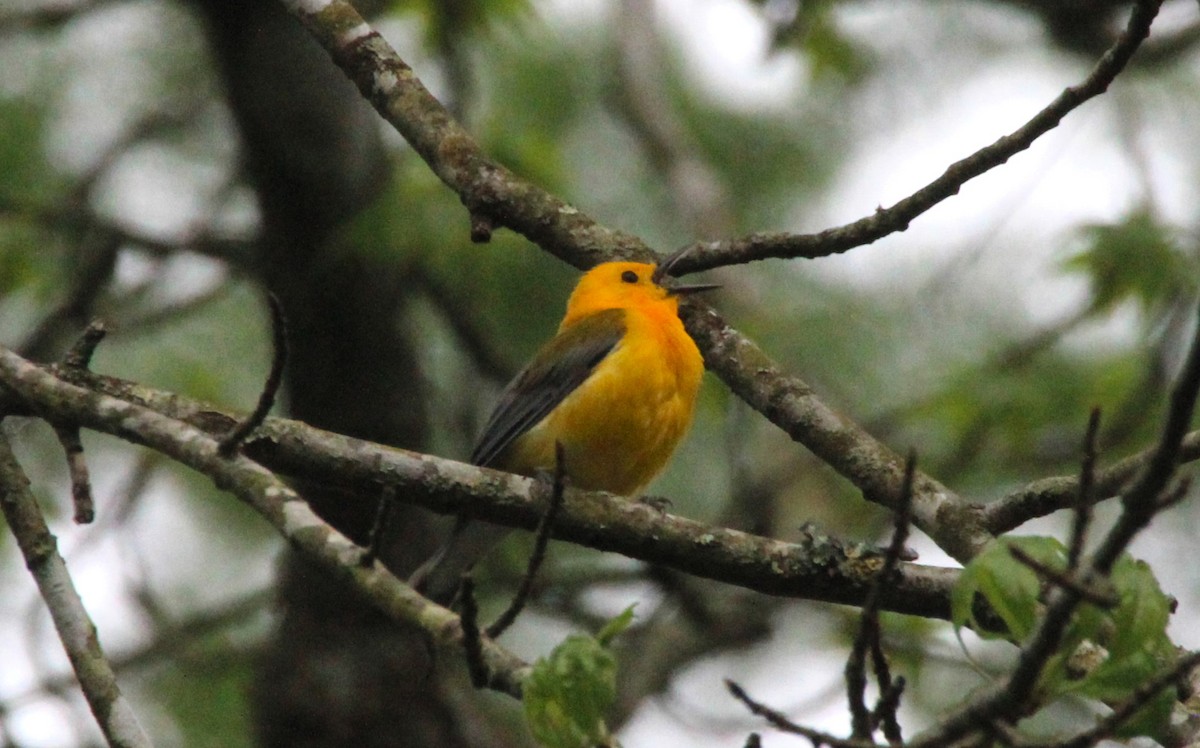 Prothonotary Warbler - ML618284496