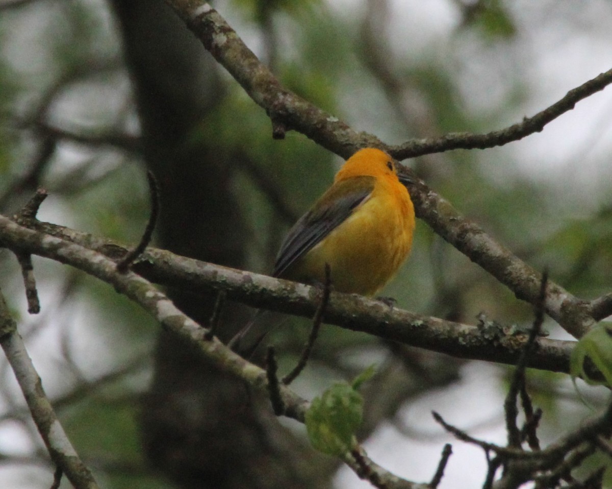 Prothonotary Warbler - ML618284497