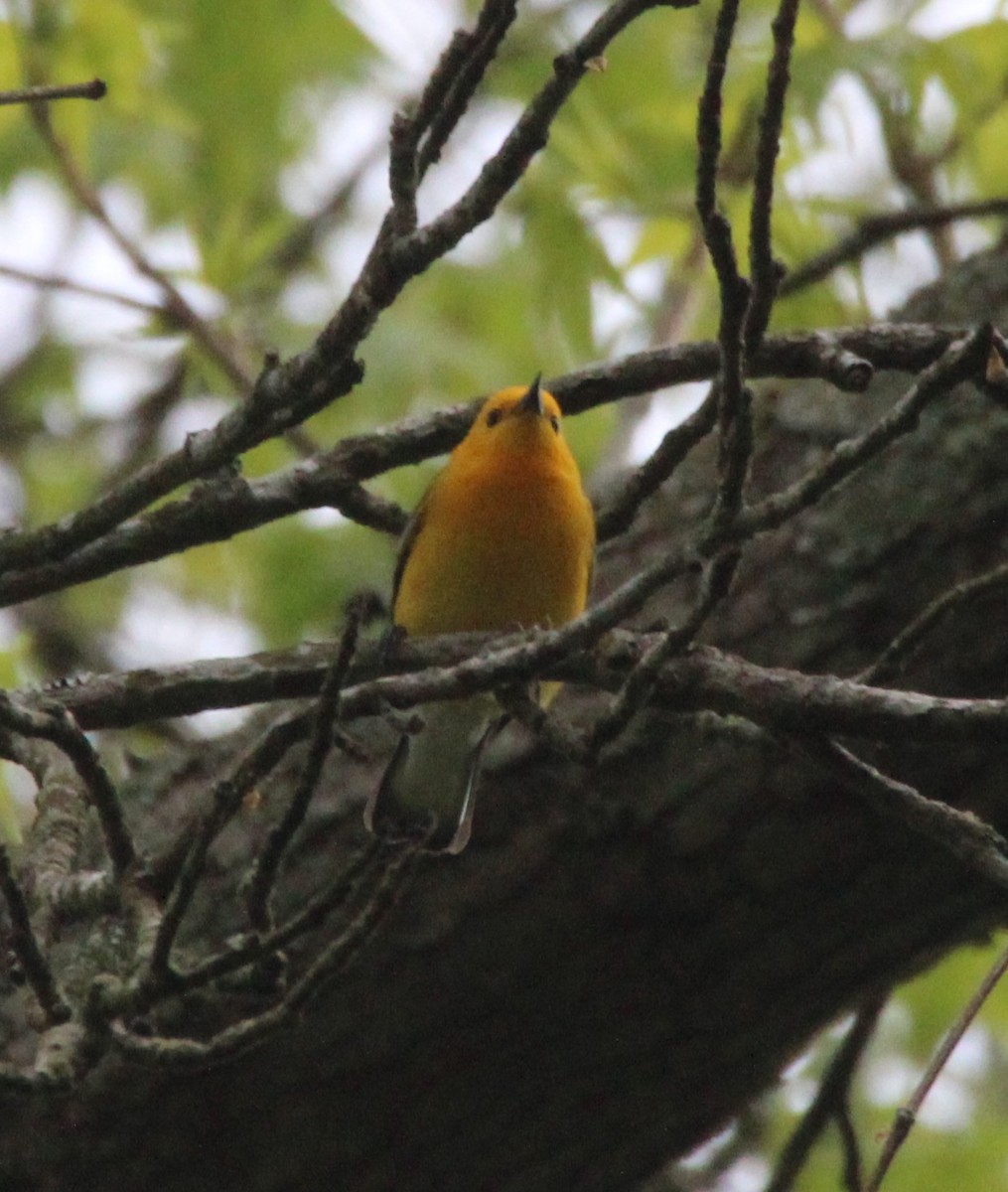 Prothonotary Warbler - ML618284498