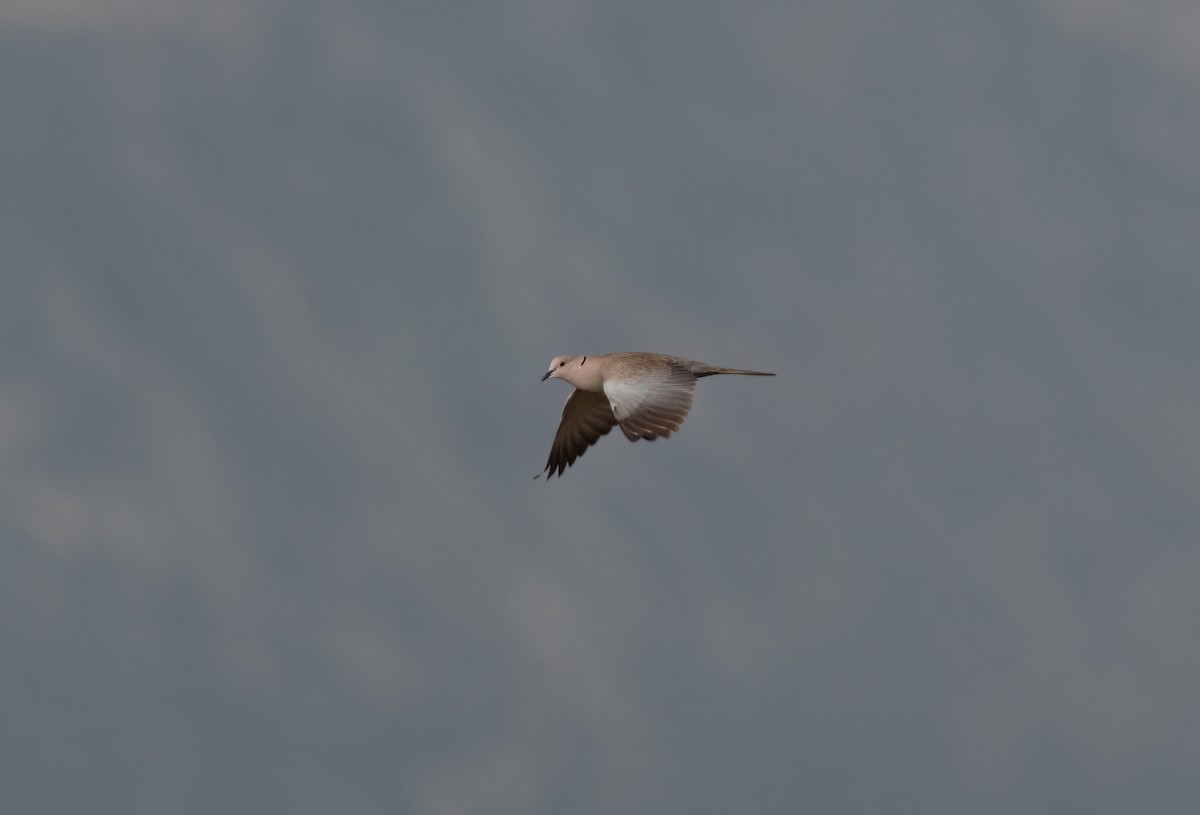 Eurasian Collared-Dove - Ali COBANOGLU