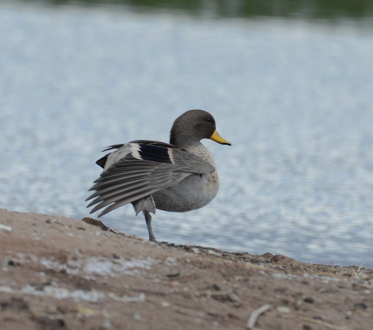 Yellow-billed Teal - Andrew Mack