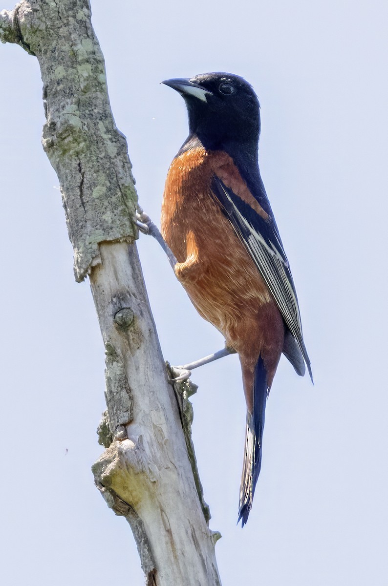 Orchard Oriole - ML618284586