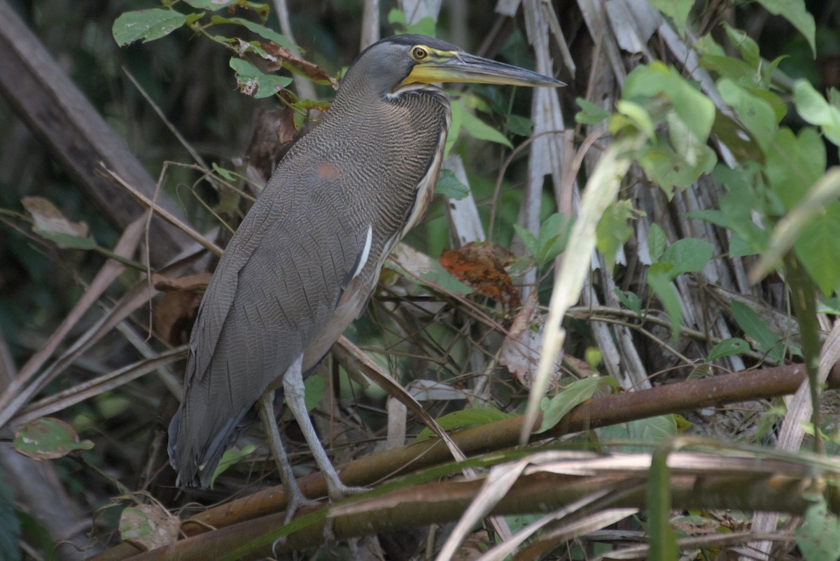 Bare-throated Tiger-Heron - Mike Marin