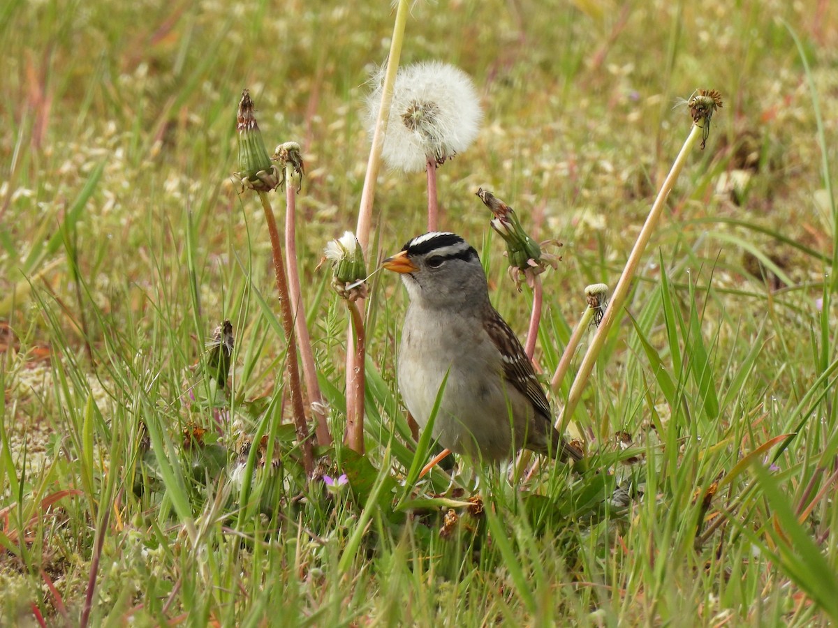 White-crowned Sparrow - Enrico Konig
