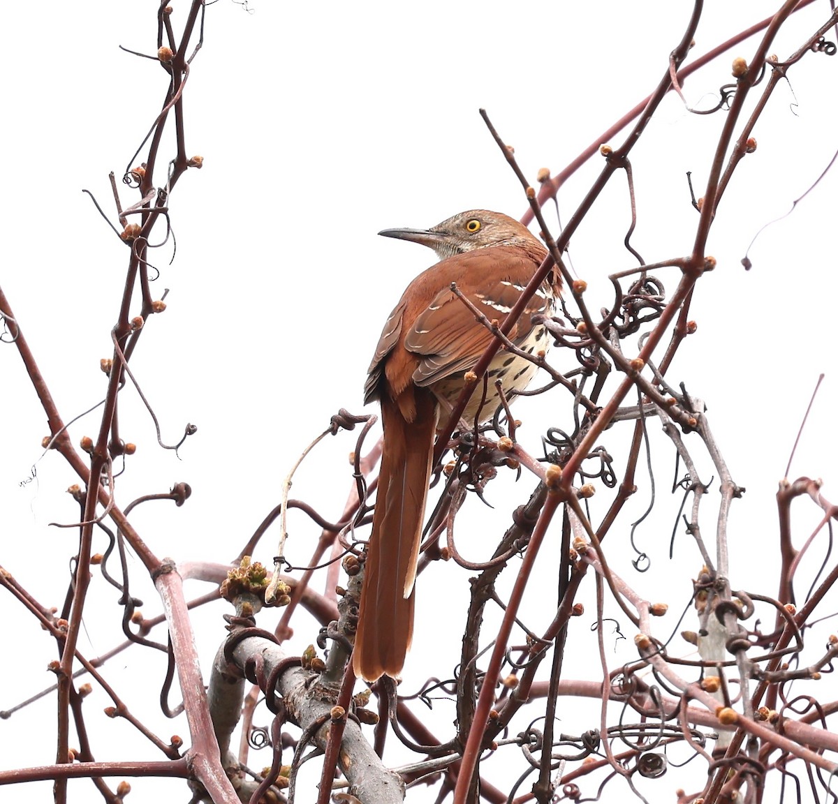 Brown Thrasher - Marie Provost