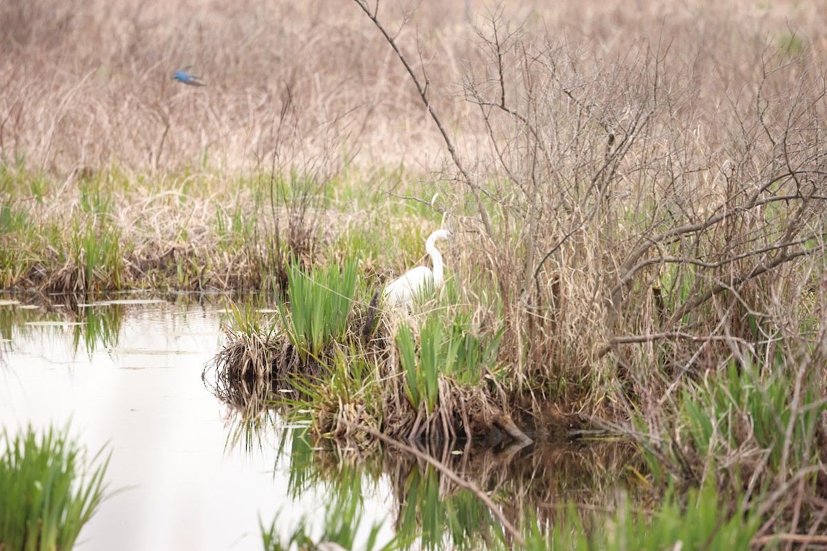 Great Egret - Marie Provost
