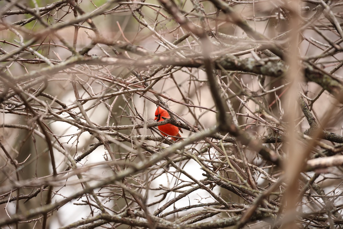 Northern Cardinal - Marie Provost