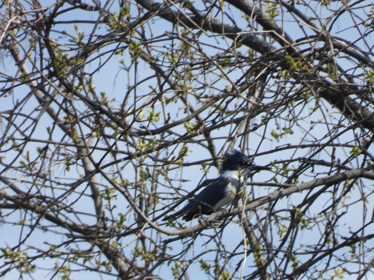 Belted Kingfisher - ML618284664