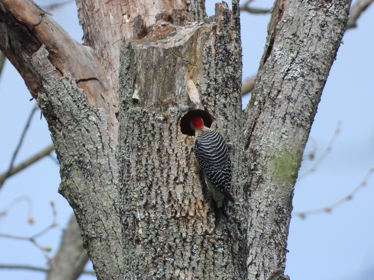 Red-bellied Woodpecker - ML618284667