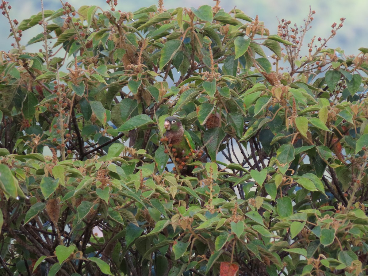 Brown-breasted Parakeet - ML618284670