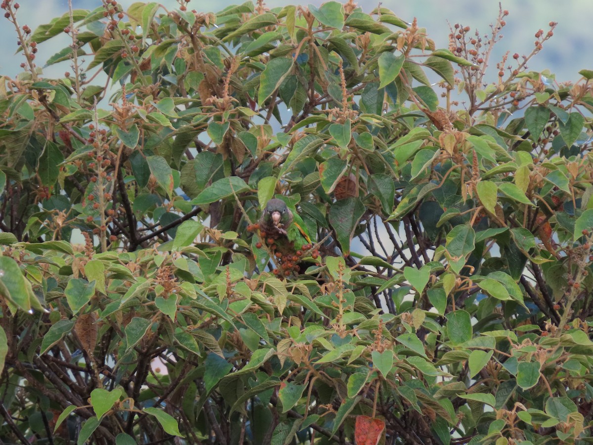 Brown-breasted Parakeet - ML618284671