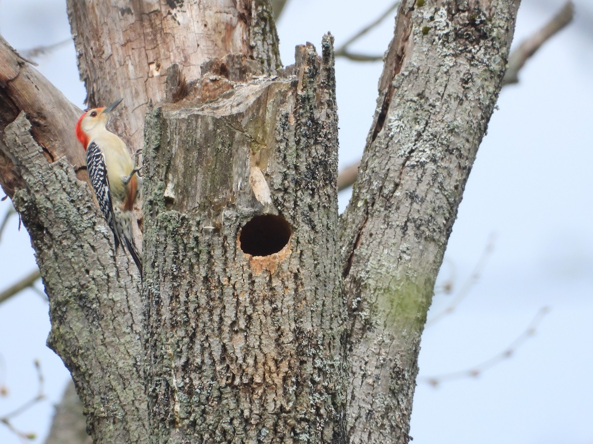Red-bellied Woodpecker - ML618284698
