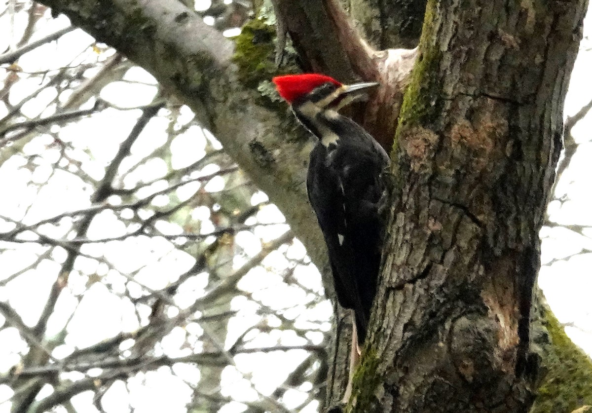 Pileated Woodpecker - ML618284716