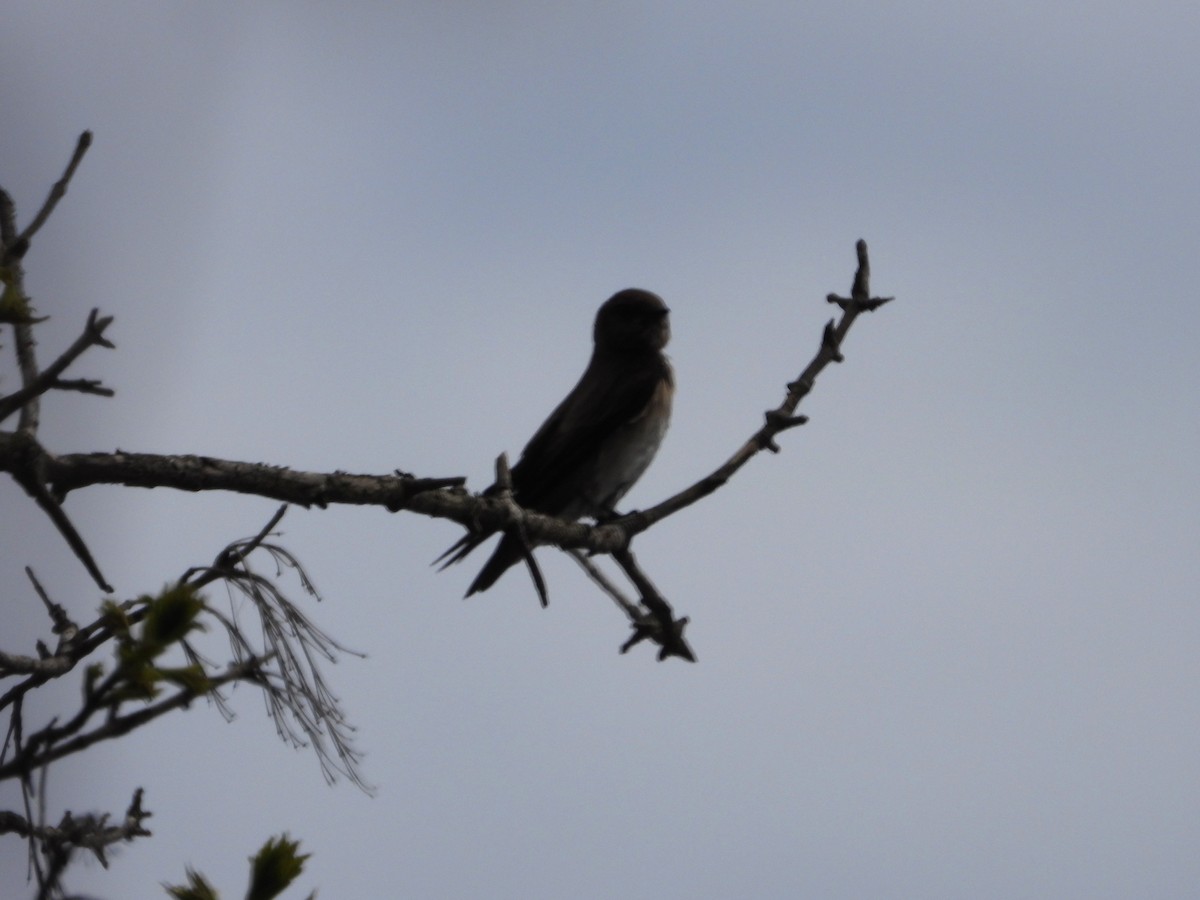 Northern Rough-winged Swallow - Chantal Côté