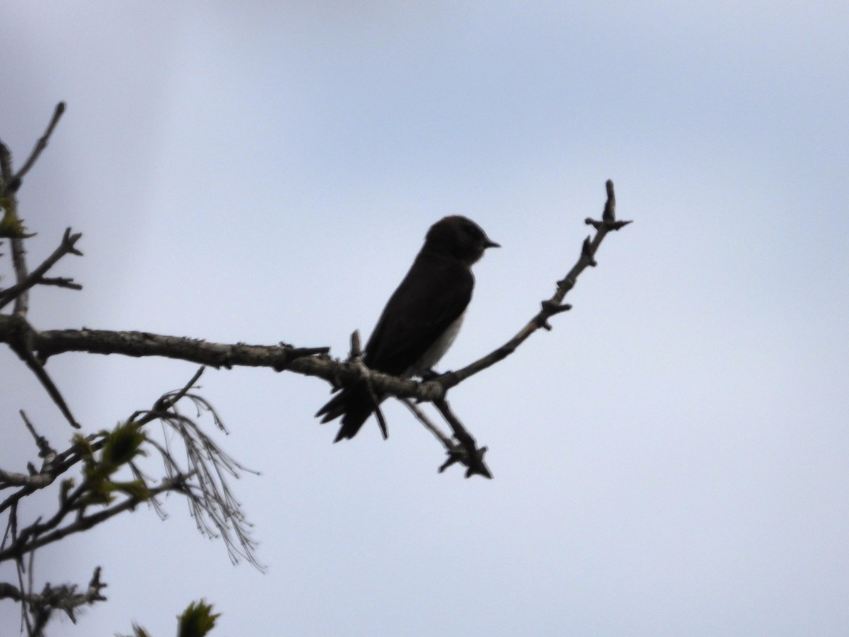 Northern Rough-winged Swallow - Chantal Côté