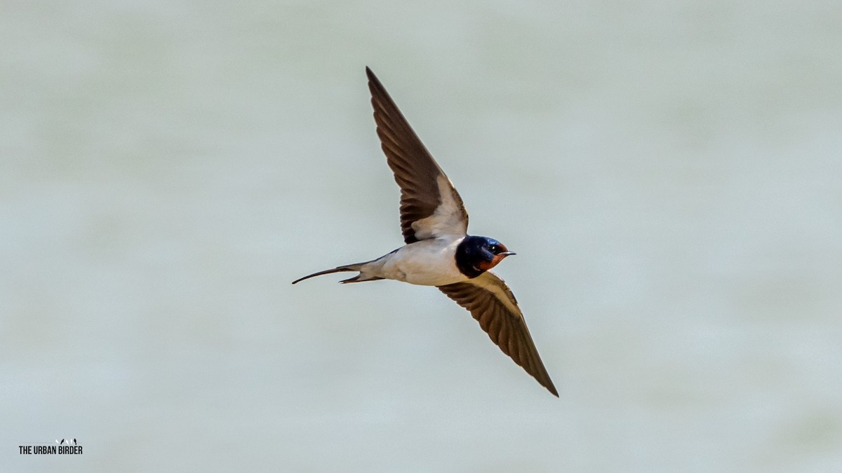 Barn Swallow - The Urban Birder