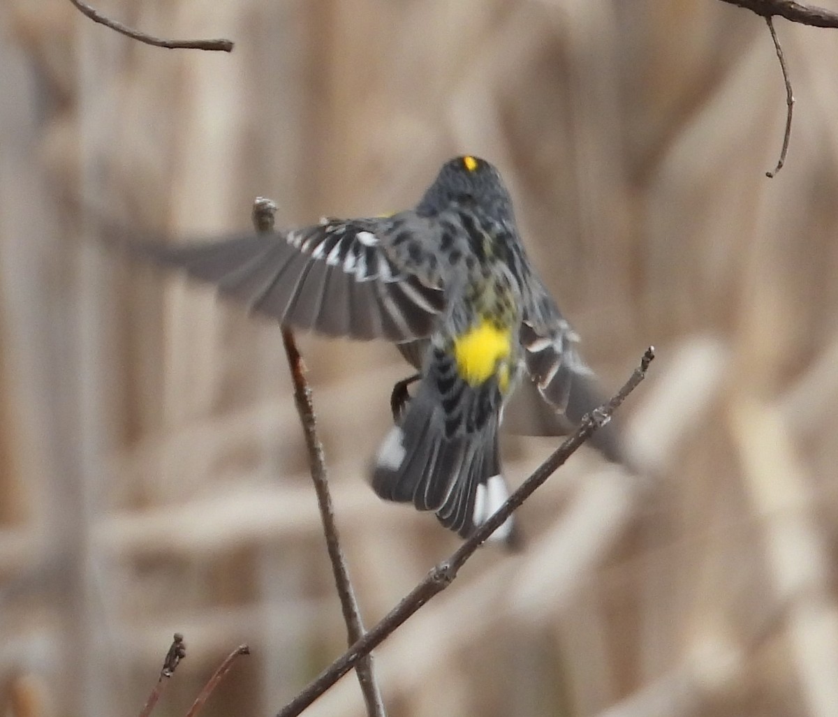 Yellow-rumped Warbler - ML618284746