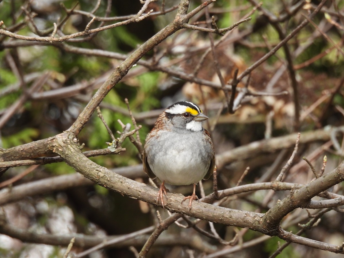 White-throated Sparrow - ML618284752