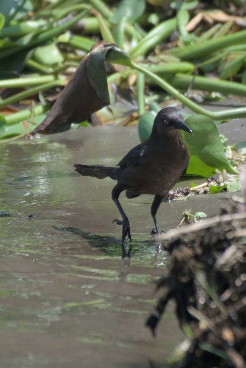 Great-tailed Grackle - ML618284771