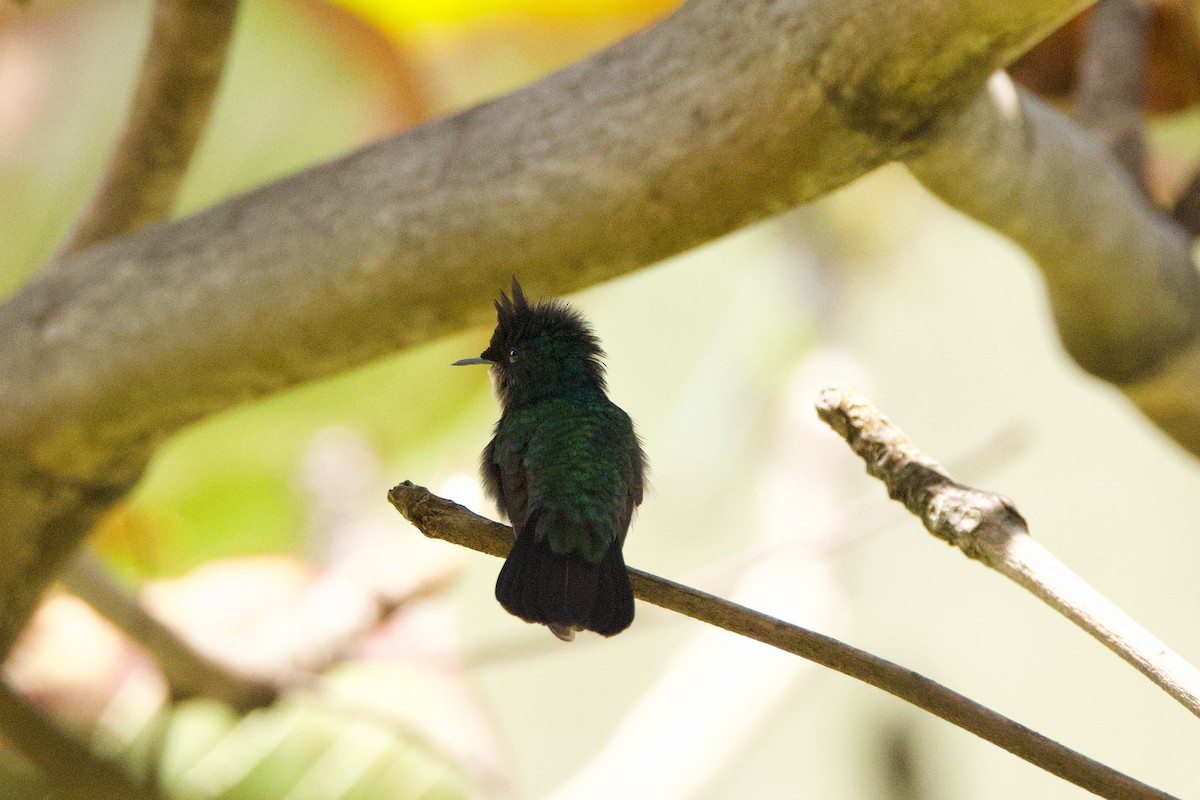 Antillean Crested Hummingbird - ML618284790