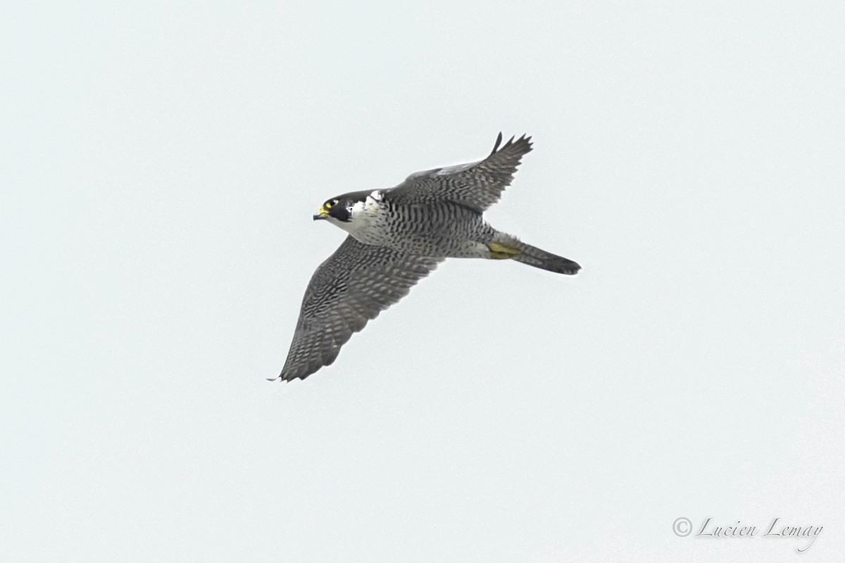 Peregrine Falcon - Lucien Lemay