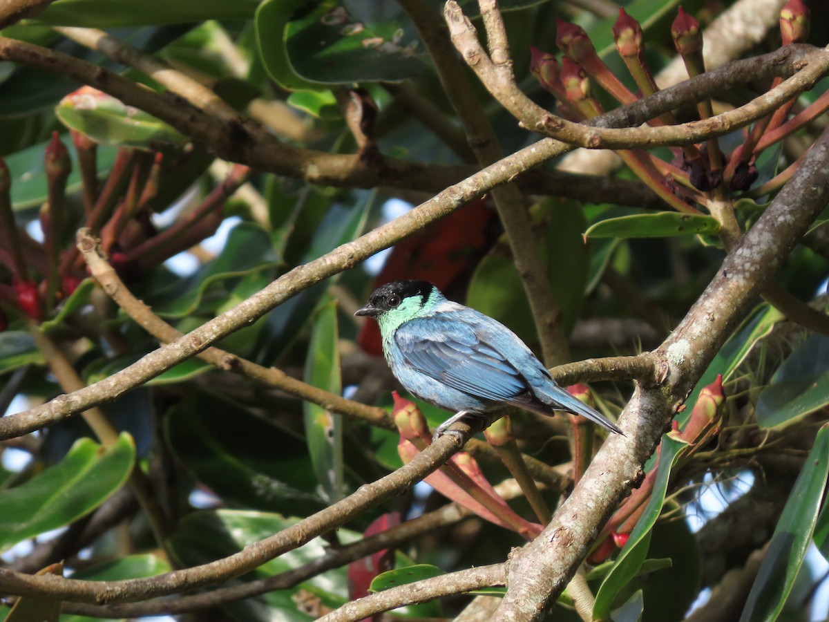 Black-capped Tanager - Cristian Cufiño