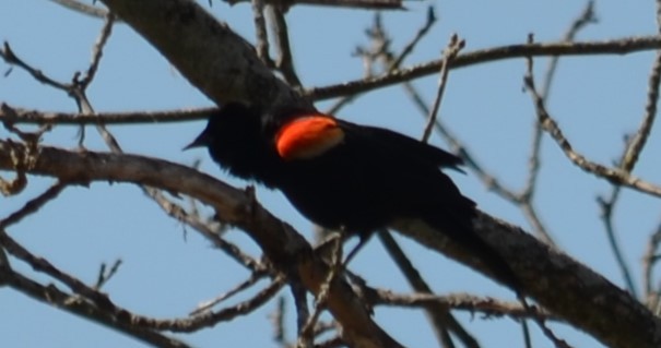 Red-winged Blackbird - ML618284858