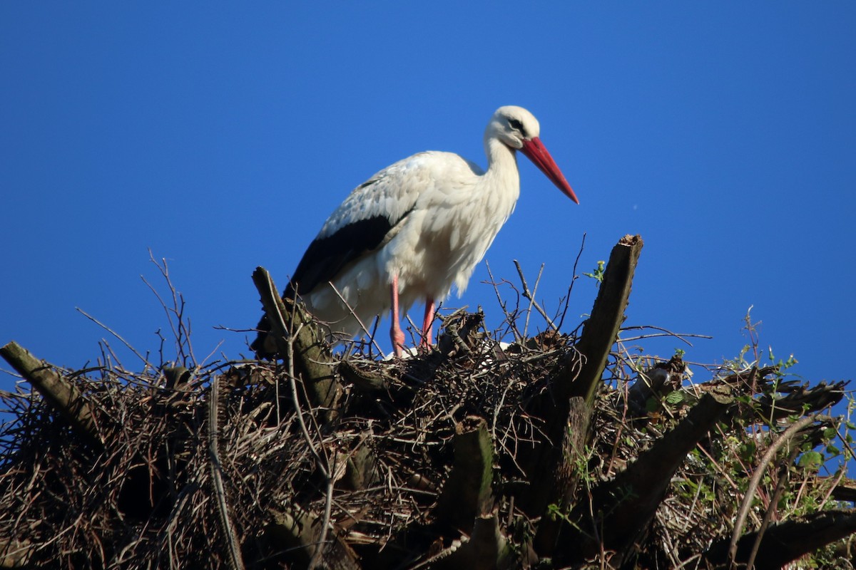 White Stork - ML618284859