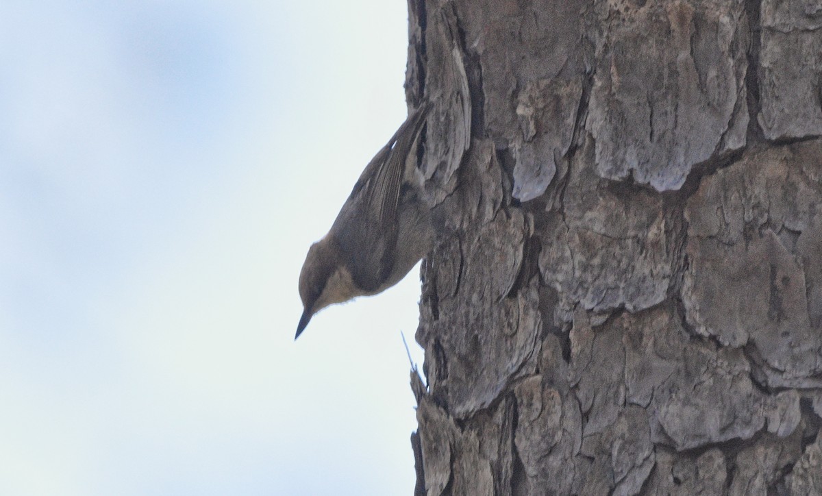 Brown-headed Nuthatch - ML618284860