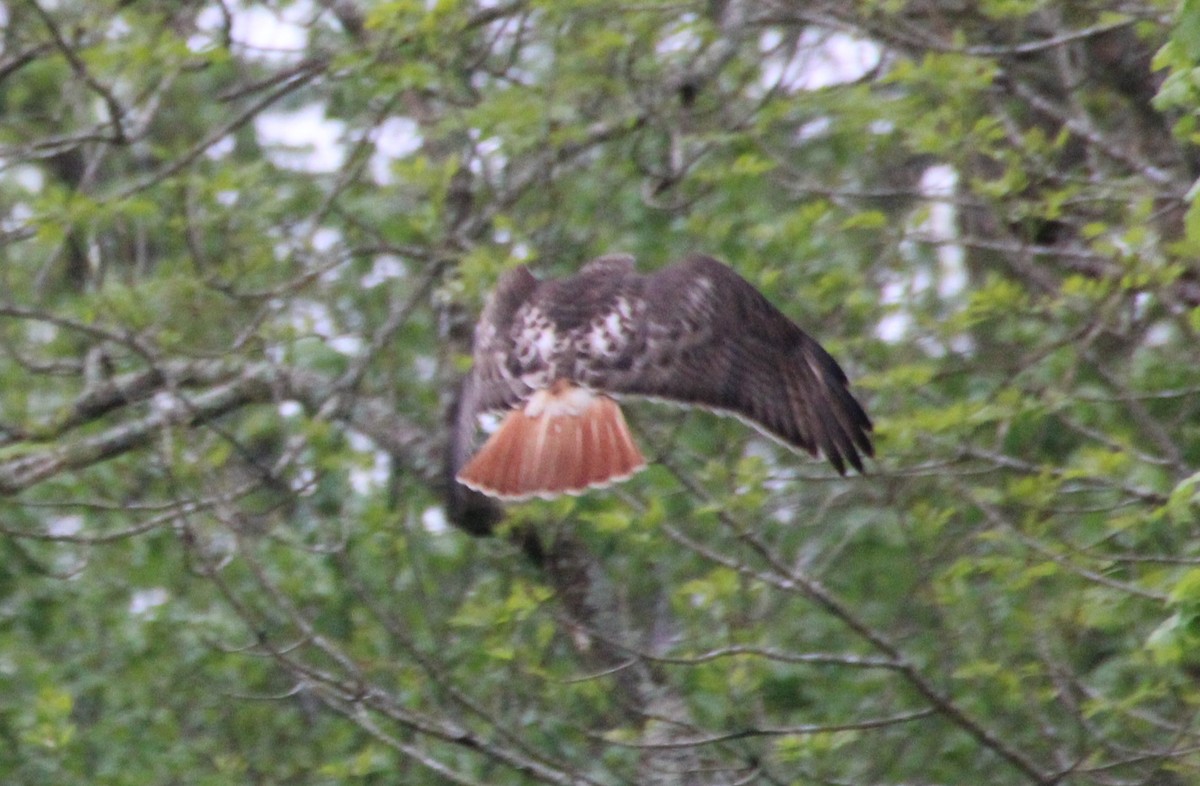 Red-tailed Hawk - ML618284866