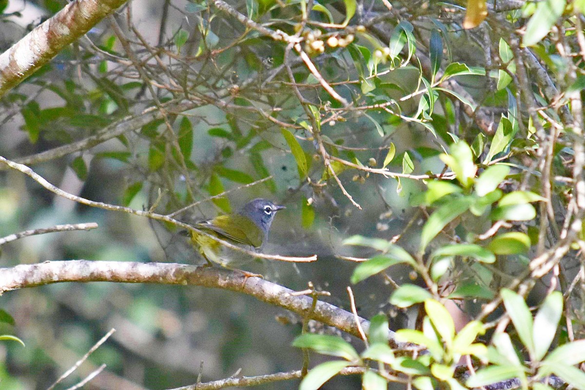 White-browed Warbler - ML618284874