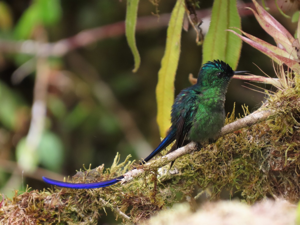 Long-tailed Sylph - ML618284881