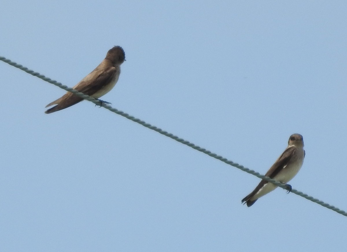Northern Rough-winged Swallow - Carol Morgan