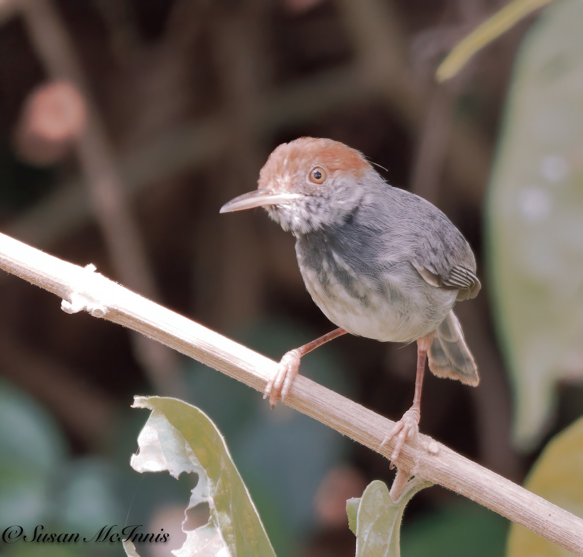 Cambodian Tailorbird - Susan Mac