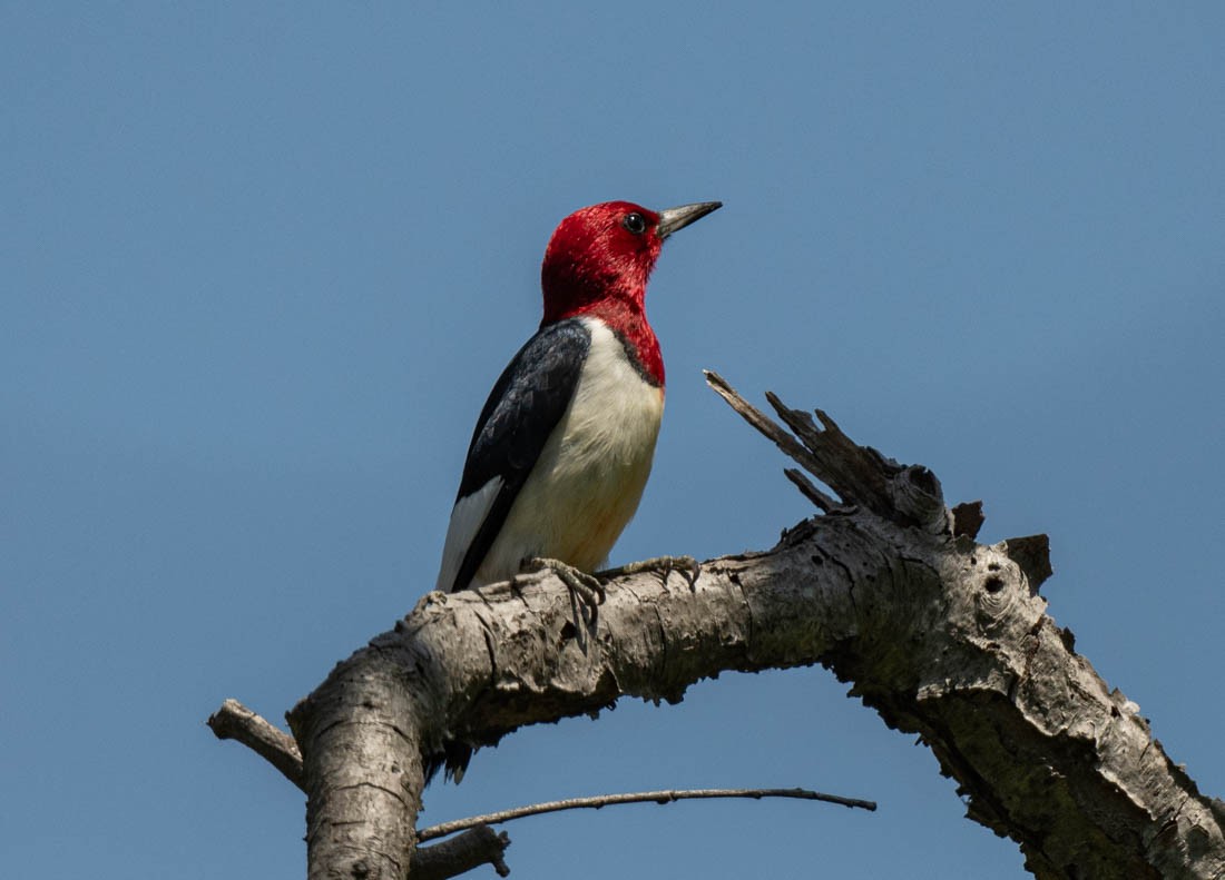 Red-headed Woodpecker - ML618284900