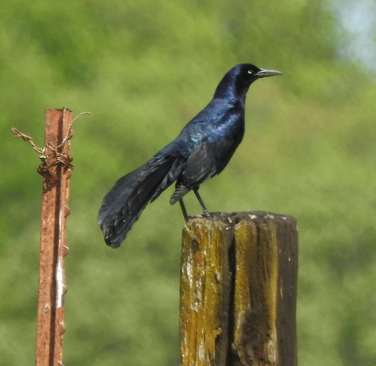 Great-tailed Grackle - ML618284902