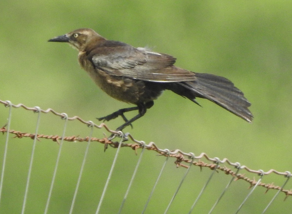 Great-tailed Grackle - ML618284903