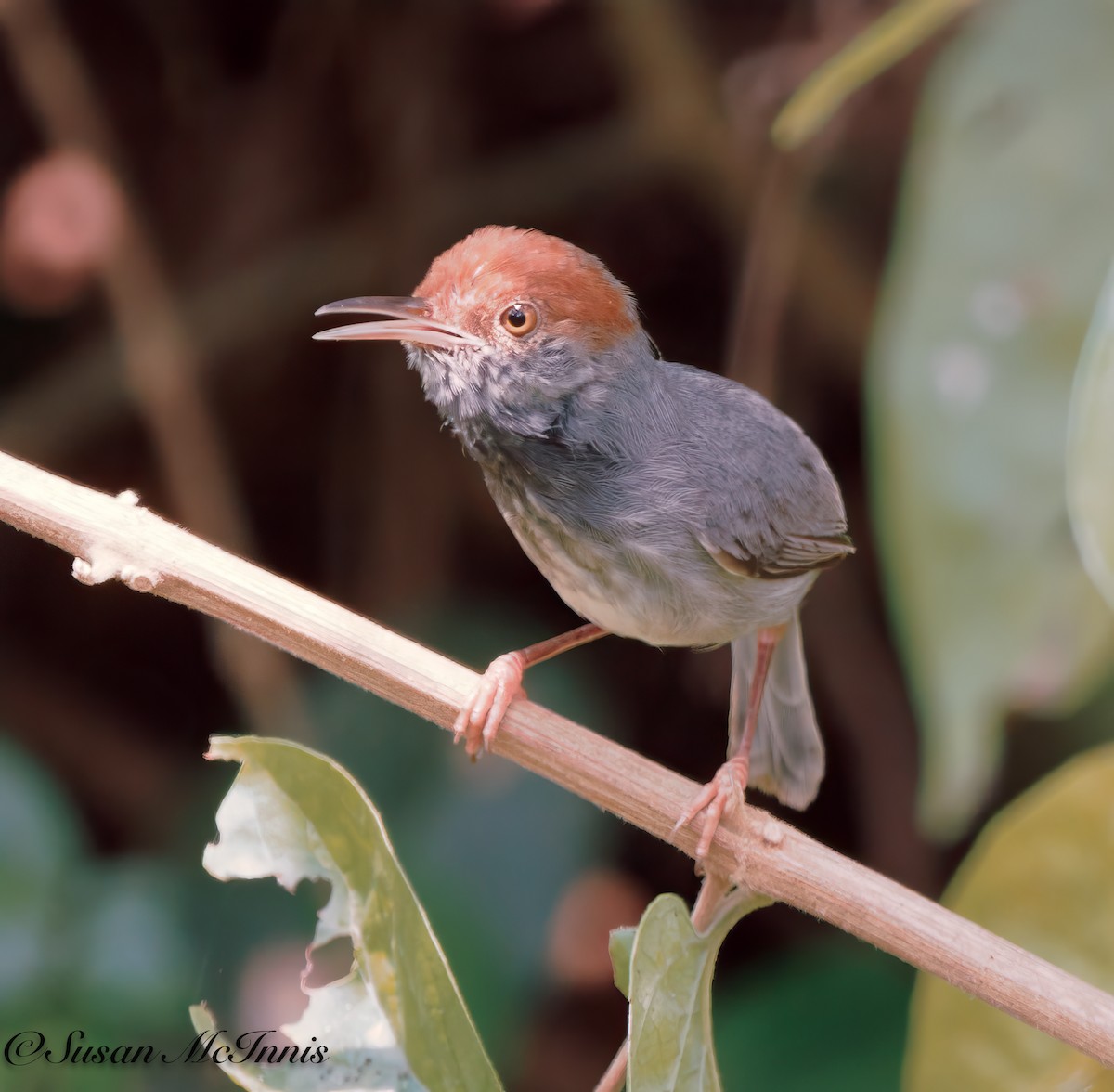 Cambodian Tailorbird - Susan Mac