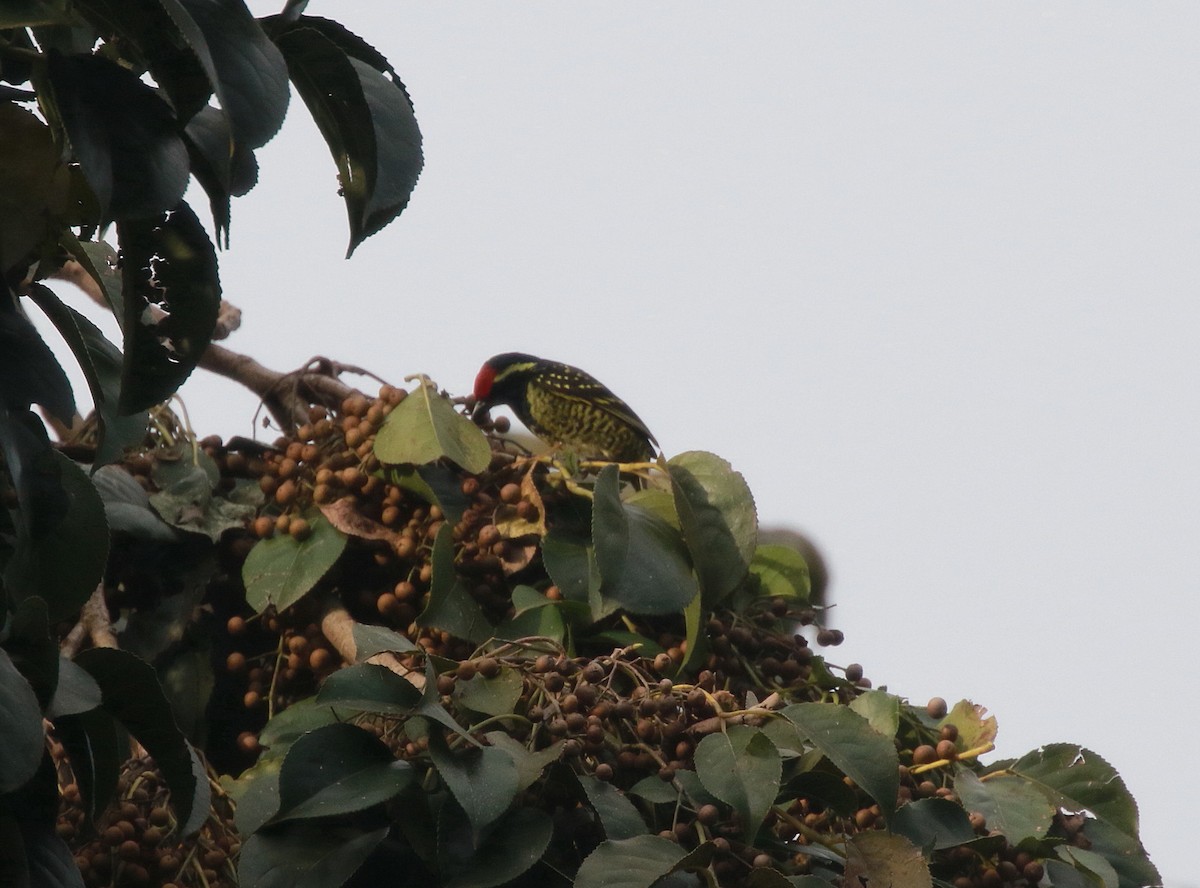 Yellow-spotted Barbet - ML618284948