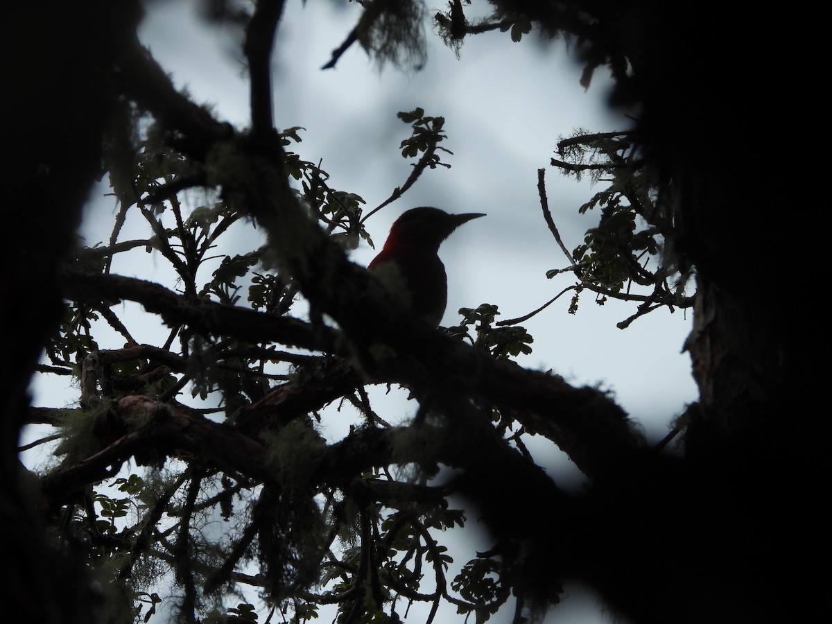 Crimson-mantled Woodpecker - ML618284960