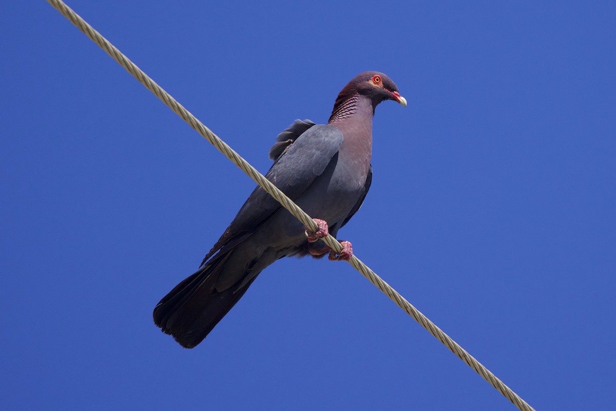 Scaly-naped Pigeon - ML618284970