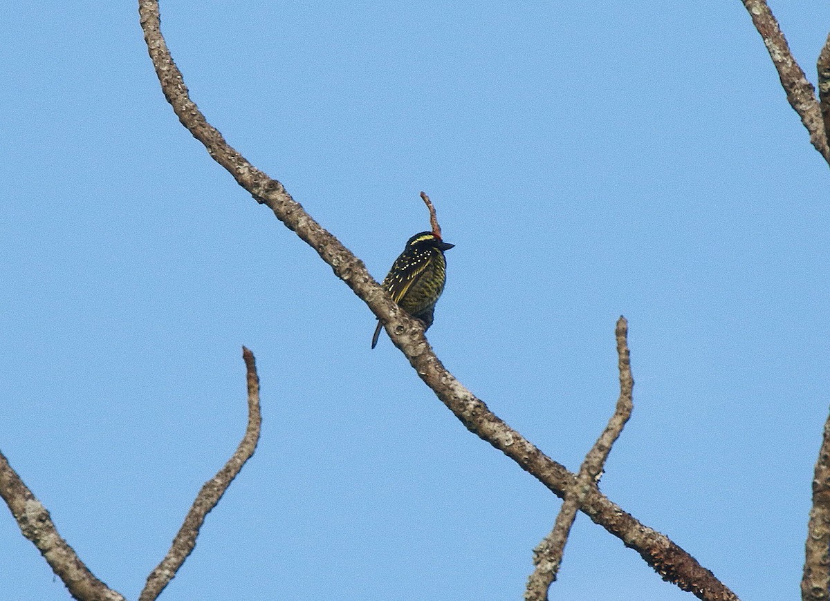 Yellow-spotted Barbet - ML618284976