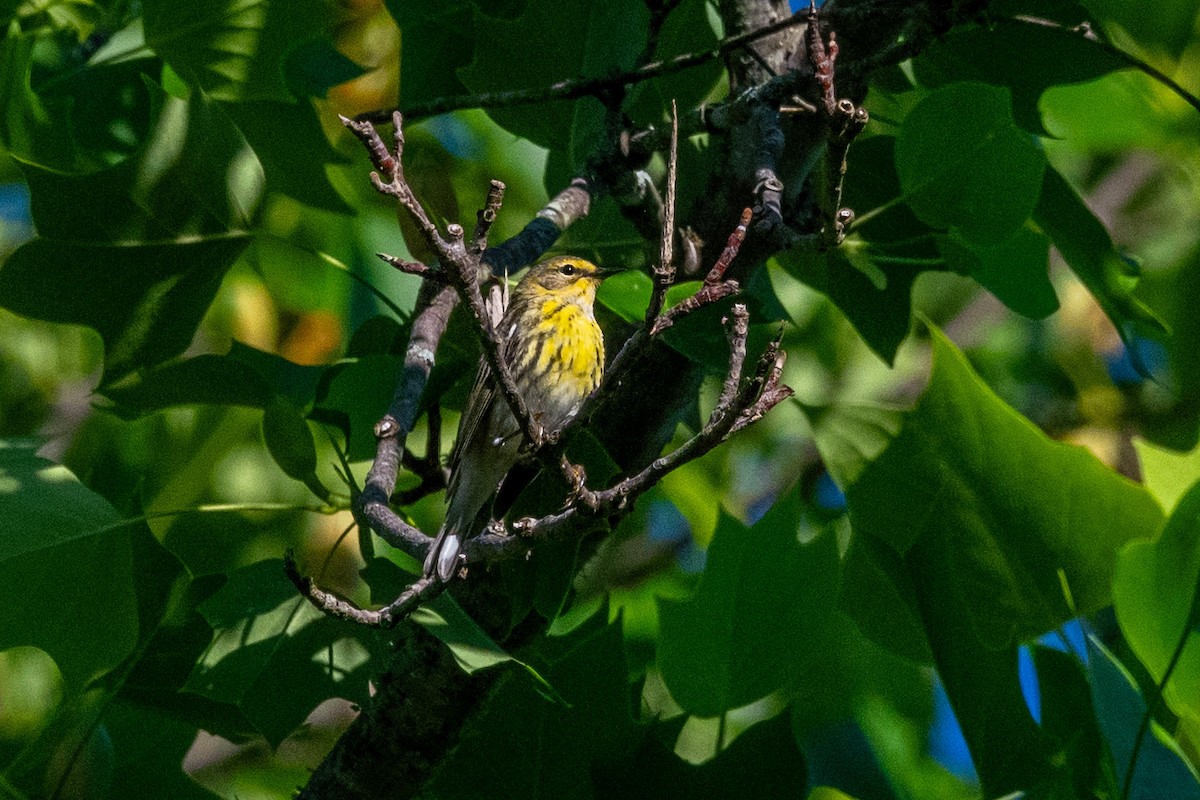 Cape May Warbler - ML618284977
